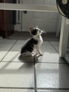 Sydney KITTEN