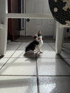 Sydney KITTEN