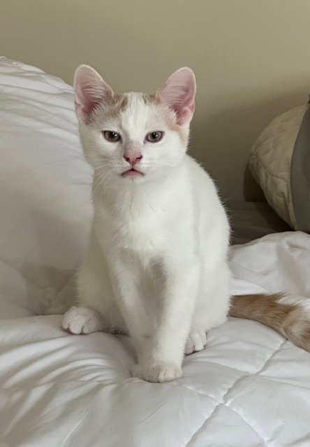 Pearl's Pancake KITTEN