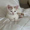 Pearl's Pancake KITTEN