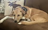 Honey Lonestar