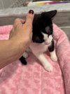 Eddie KITTEN (sponsored)