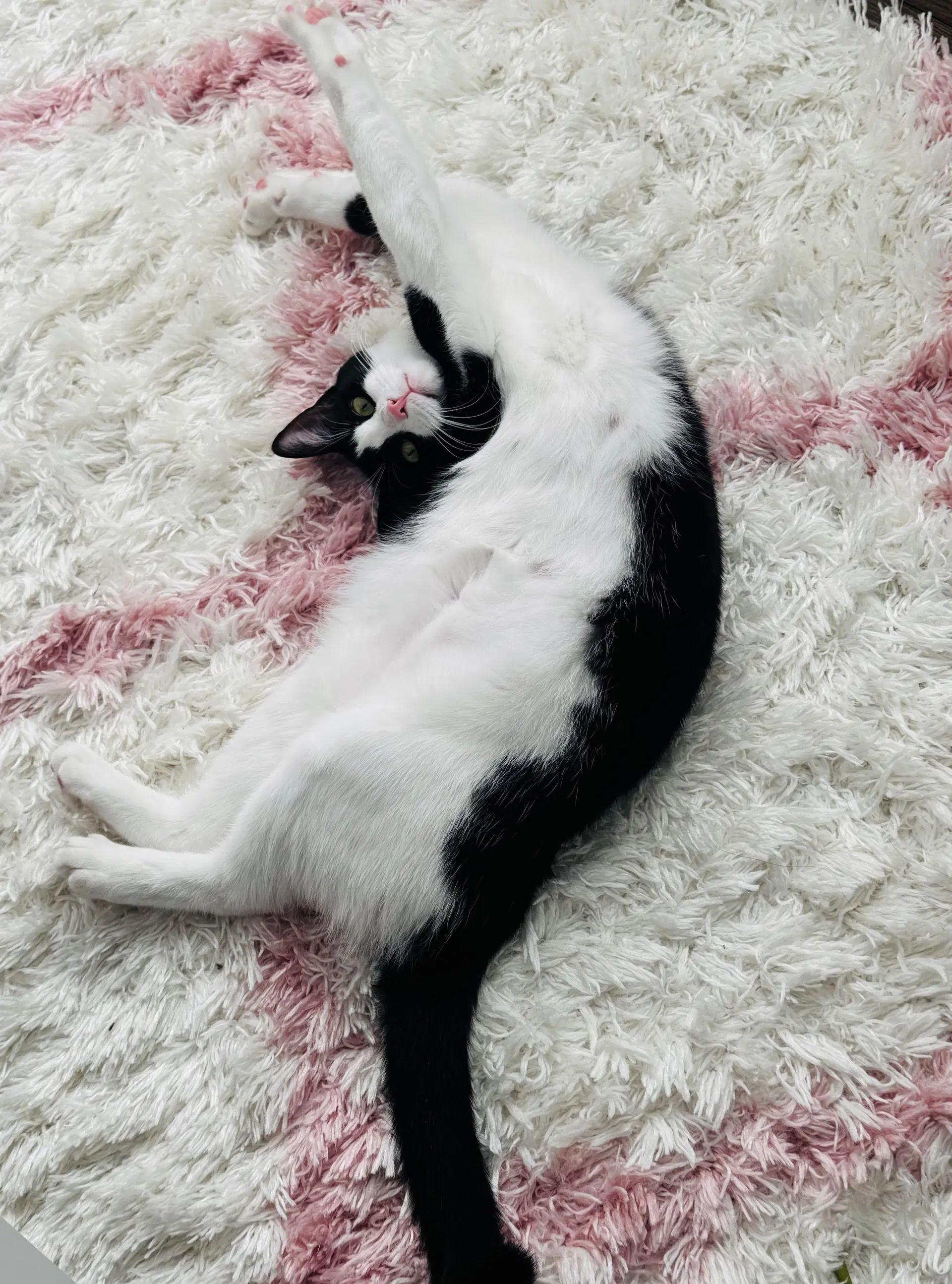 Eddie - Domestic Short Hair