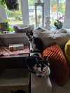 Bandit KITTEN