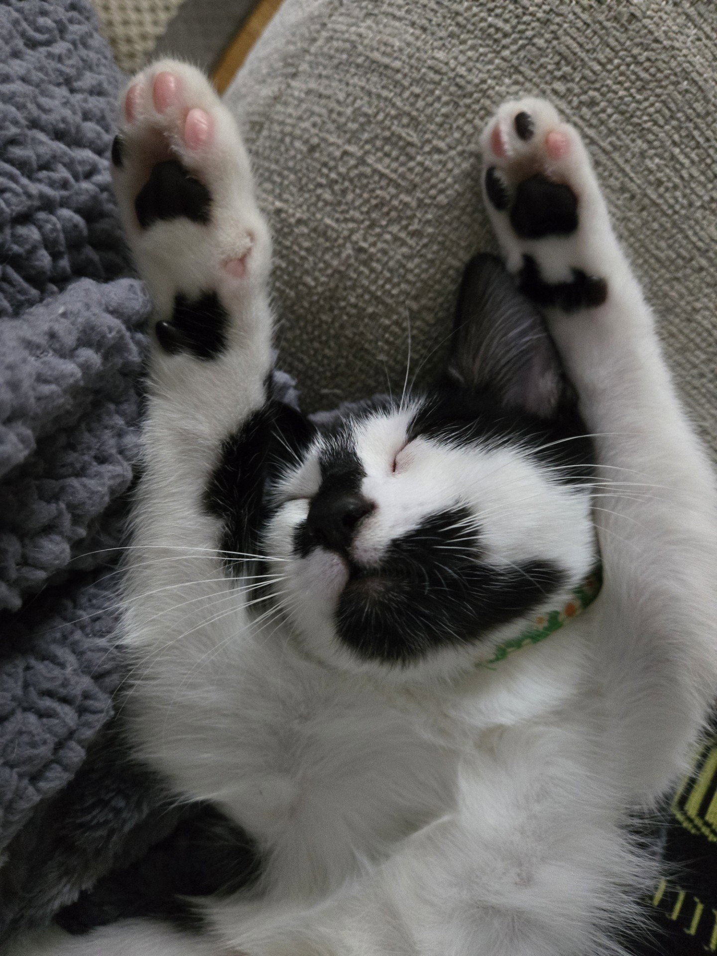 Bandit KITTEN Image