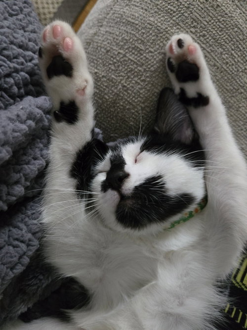 Bandit KITTEN