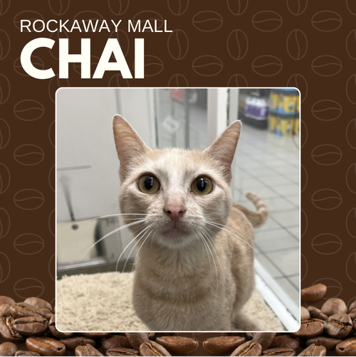 Chai RM