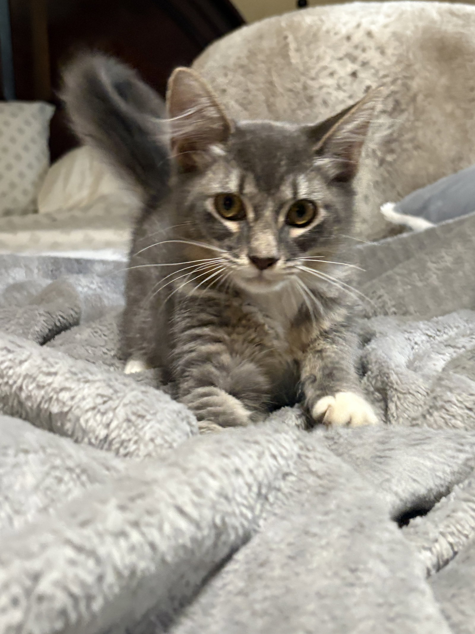 Dennis KITTEN Image