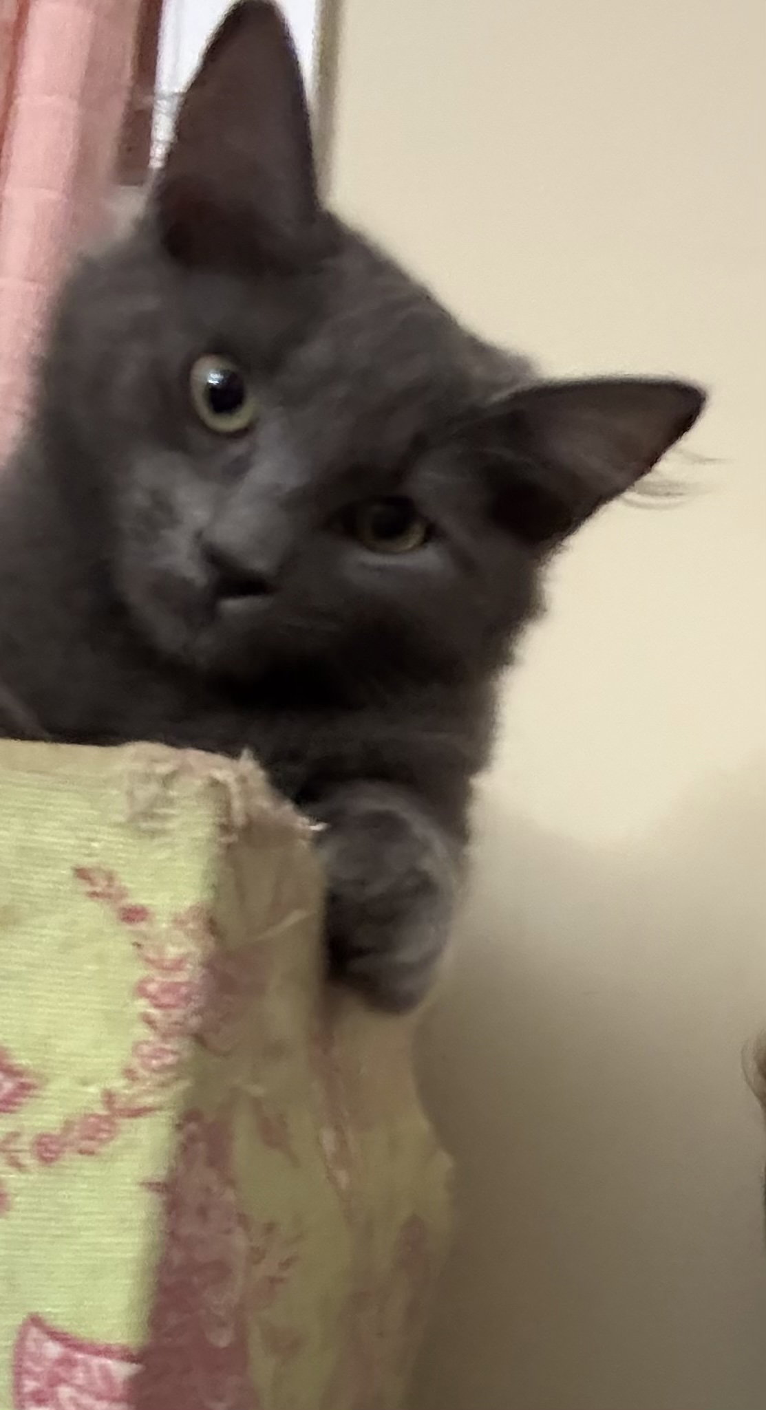 O'Malley KITTEN Image