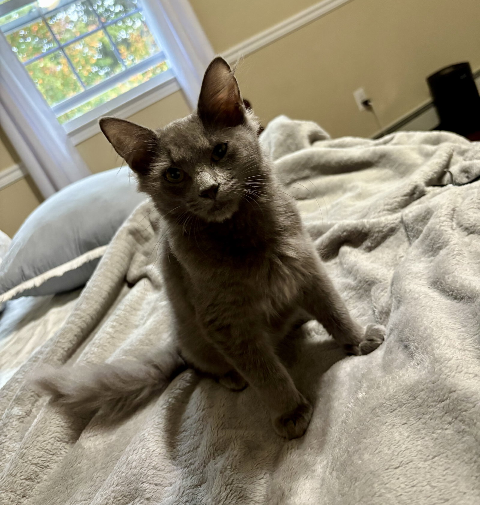 Shaun KITTEN Image