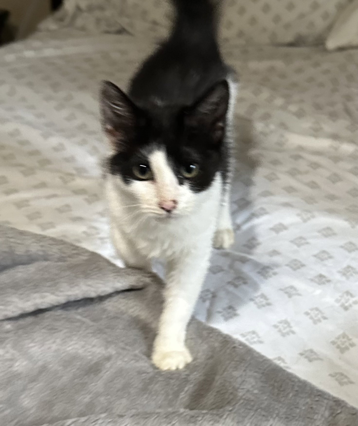 Olive KITTEN Image