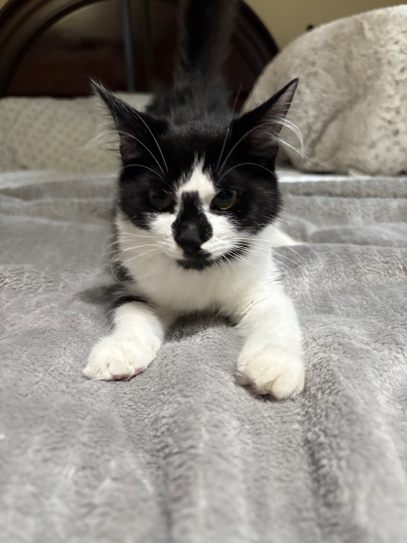 Violet KITTEN Image