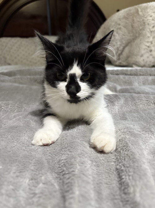 Violet KITTEN