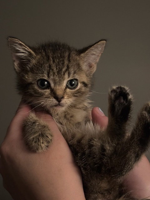 Chamomile's Cinnamon KITTEN