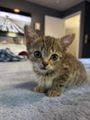 Chamomile's Cinnamon KITTEN