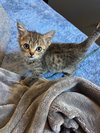 Chamomile's Cinnamon KITTEN
