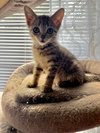 Chamomile's Cinnamon KITTEN