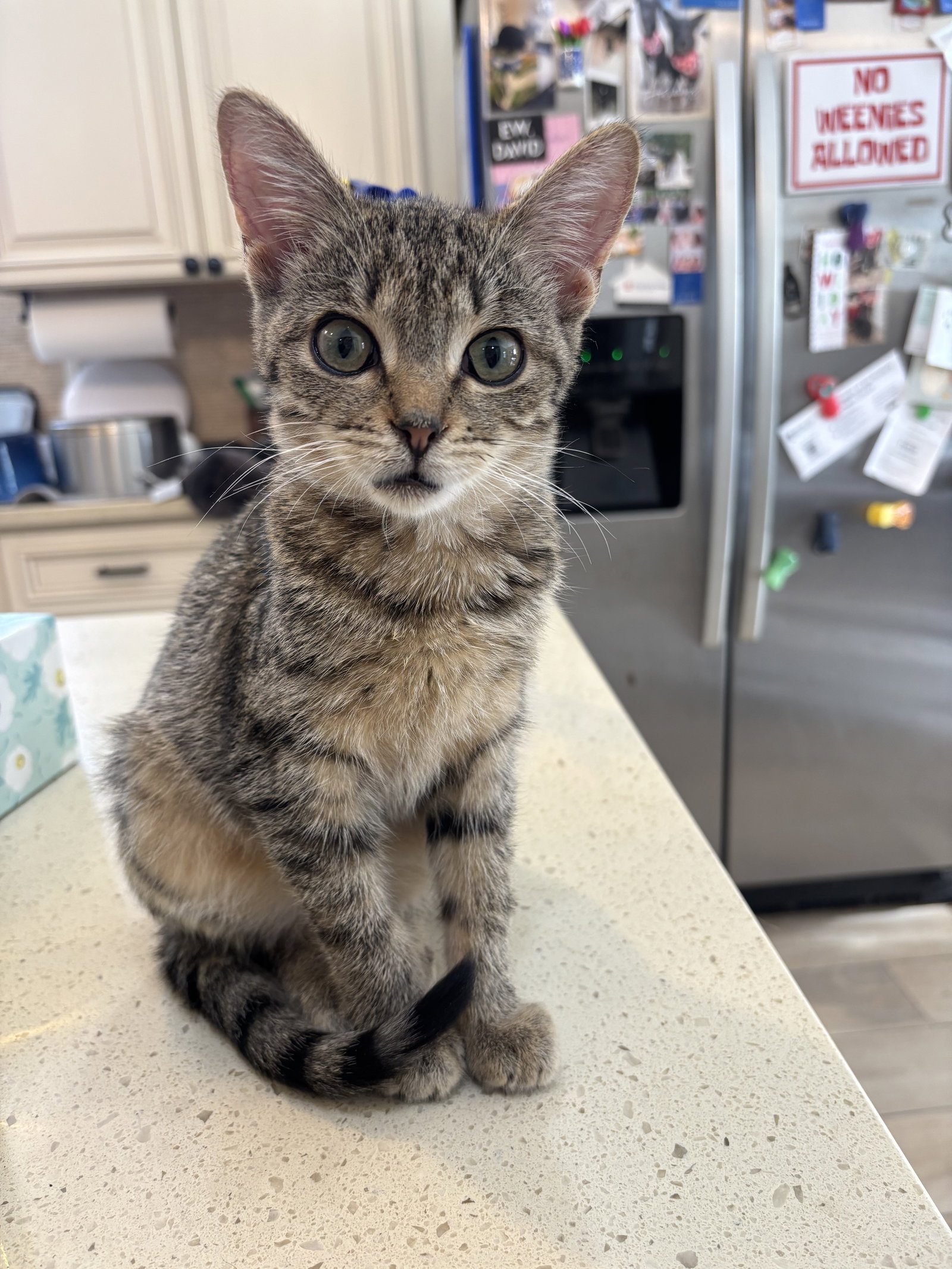 Chamomile's Cinnamon KITTEN Image