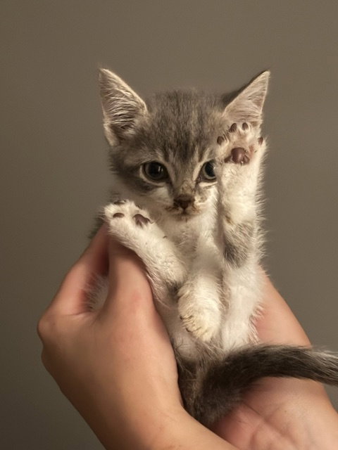 Chamomile's Clove KITTEN Image