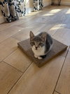 Chamomile's Clove KITTEN