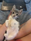 Chamomile's Clove KITTEN