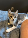 Chamomile's Clove KITTEN