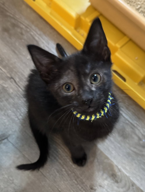 Stripes KITTEN