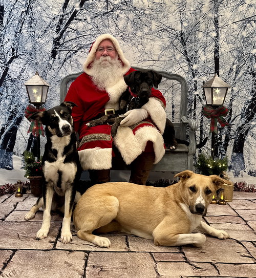 BOOGIE DIXON - Husky / Shepherd available for adoption