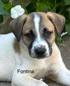 Fontina Lonestar