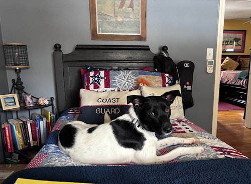 SOMBRA SCAS - Border Collie available for adoption