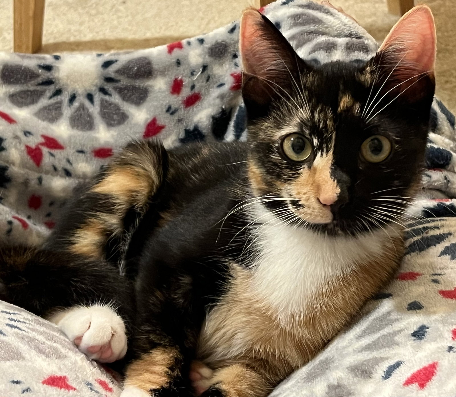 Ginger KITTEN Image