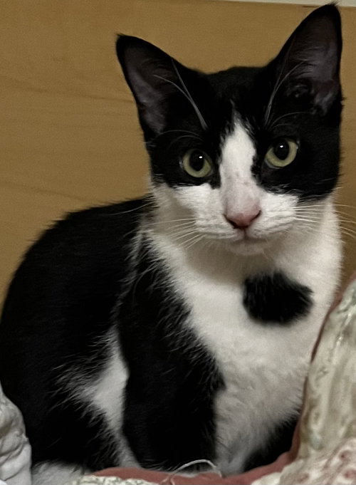 Penelope KITTEN