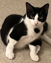 Penelope KITTEN RM