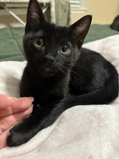 Hazel's Luna KITTEN