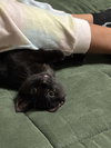 Hazel's Luna KITTEN