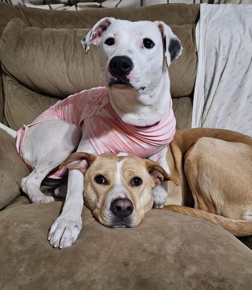 ANYA RDS - Labrador Retriever available for adoption