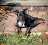 Poppet’s Pacino Louisiana