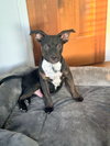 Poppet’s Pacino Louisiana