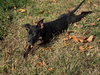 Poppet’s Pacino Louisiana