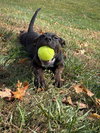 Poppet’s Pacino Louisiana