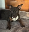 Poppet’s Pacino Louisiana