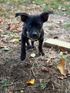 Poppet’s Pacino Louisiana