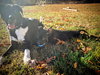 Poppet’s Pacino Louisiana