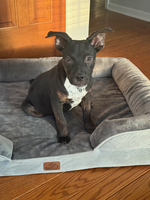 Poppet’s Pacino Louisiana
