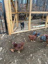 Poppet’s Pacino Louisiana