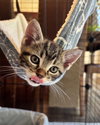 Stan KITTEN