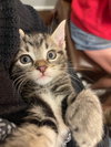 Stan KITTEN