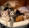 Stan KITTEN
