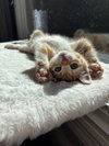 Cartman KITTEN