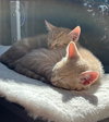 Cartman KITTEN